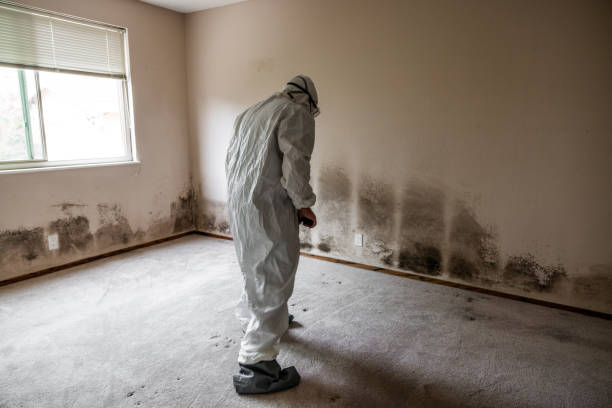 Best DIY Mold Remediation Support Services in Mahanoy City, PA